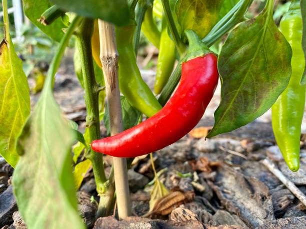istock Bright red chilli hanging in garden 1204007984