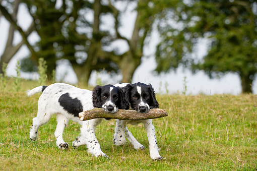 Two Springer Spaniels puppies carrying a big stick