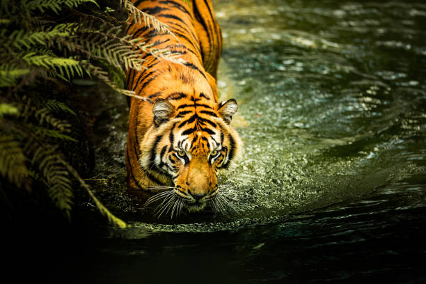 istock Tiger lurking around water 1204009859