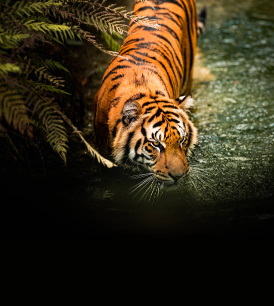 istock Tiger hunting on water 1204010002