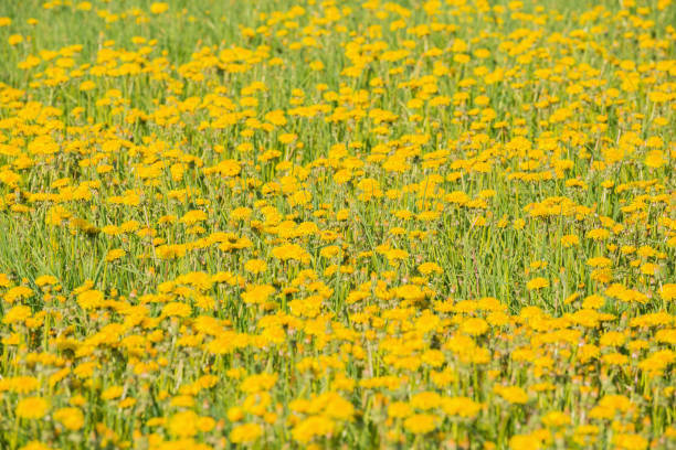 Dandelion flowers on the meadow at day time.