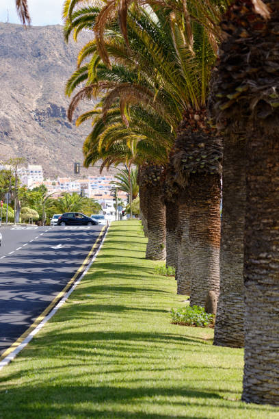 istock Planted in row palm trees on lush fresh bright green grass 1204010650