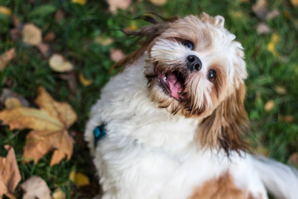 istock Cute Shitzu puppy in the park 1204011233