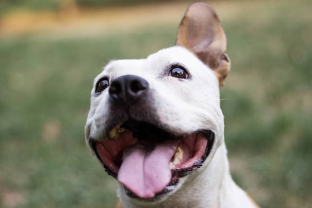 istock Happy pet dog smiling 1204011412