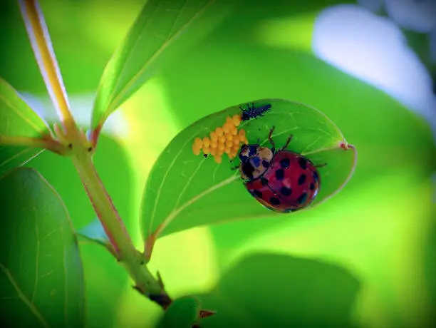 Ladybug checking eggs, also there is a larvae.