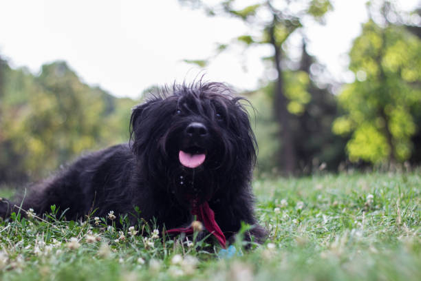 istock Funny little dog with tongue out 1204011996