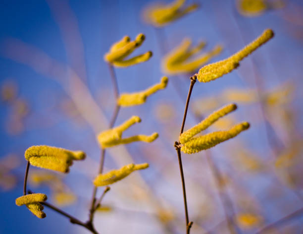 Blossoms of a hazelnut tree in early spring, close up, blue sky in the background stock photo