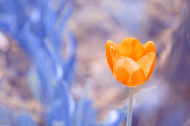 istock Beautiful bright spring tulip on blurred blue background. Abstract art image. Selective focus. 1204013185