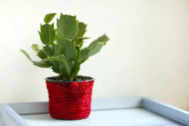 sclubergera cactus in red jarn decorated pot on windowsill close up photo