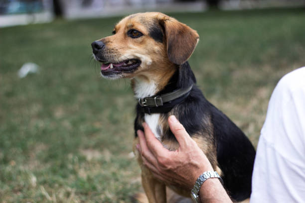 istock Dog is cuddling with his owner 1204013276