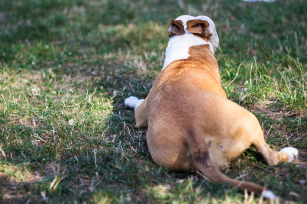 istock Happy pet dog on grass 1204013426