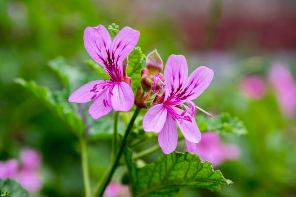 pelargonium graveolens en flor, flores ornamentales - geranium flower pink leaf fotografías e imágenes de stock