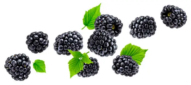 Falling blackberry isolated on white background with clipping path