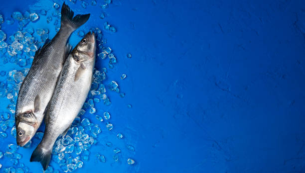 푸른 색 배경에 얼음에 농어 물고기, 상단보기 - 3670 뉴스 사진 이미지