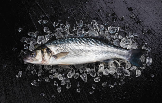 istock One seabass fish on ice on black stone background, top view 1204014131