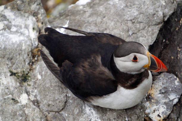 istock puffins at the Skellig islands 1204014733