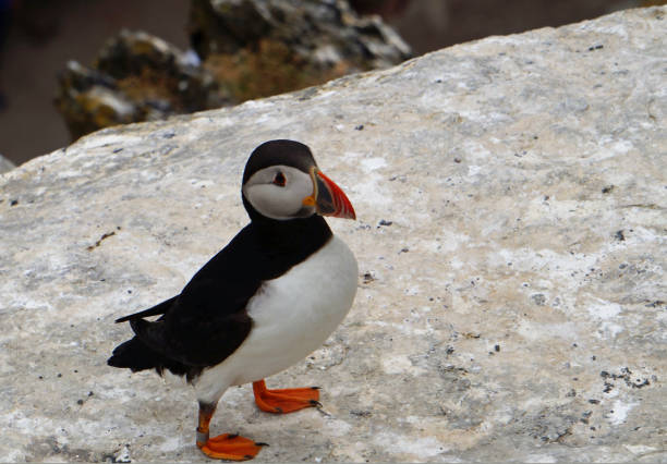 puffins at the Skellig islands puffins at the Skellig islandsThe island of Skellig Michael, also known as the Great Skellig, is home to one of Ireland's best-known, yet hard-to-reach medieval monasteries. sea population stock pictures, royalty-free photos & images