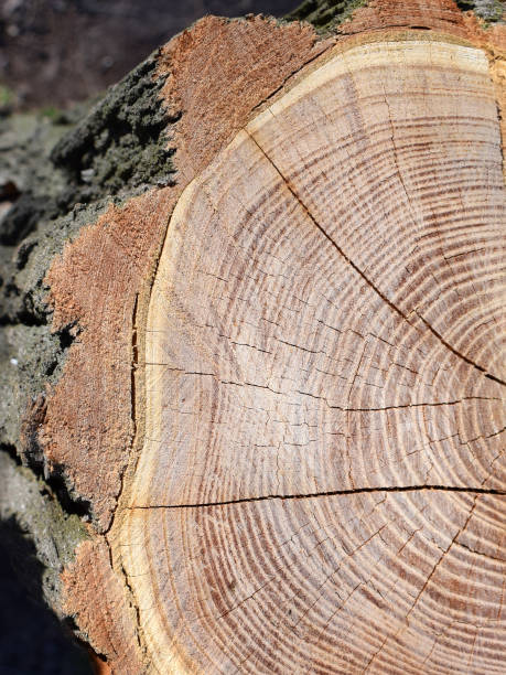 istock Cross-section of tree trunks, with annual rings and cracks. 1204014940