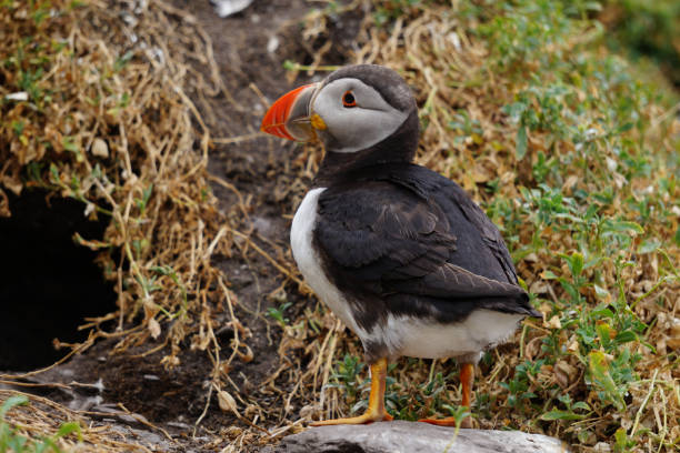 istock puffins at the Skellig islands 1204014969