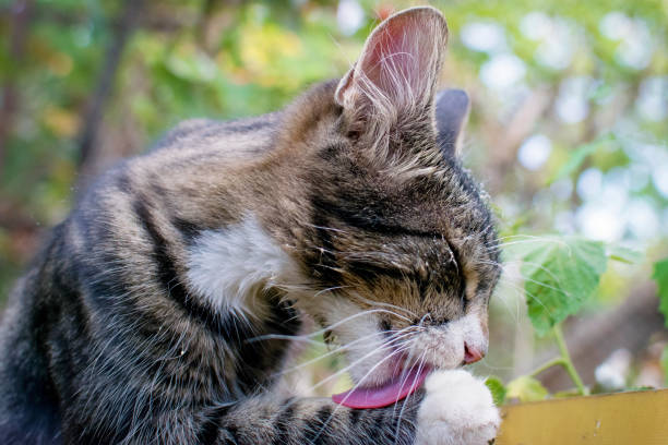 the gray cat washed, after eating sour cream, sits in the garden. a pet, close-up