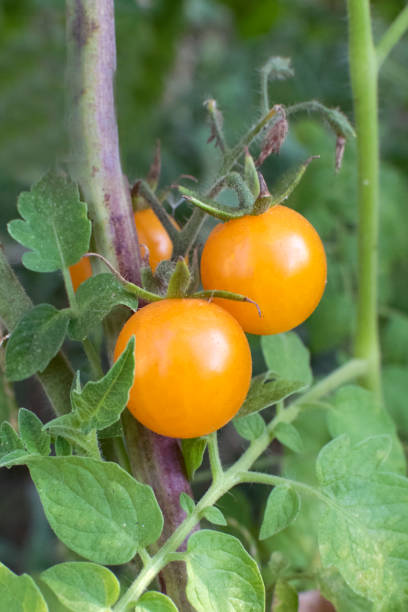 istock Bush with yellow cherry tomatoes close-up. 1204015024