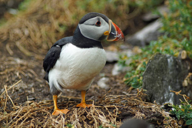 istock puffins at the Skellig islands 1204015134