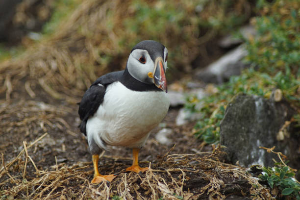 istock puffins at the Skellig islands 1204015190