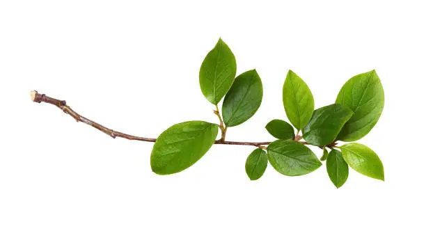 Photo of Fresh twig with green leaves