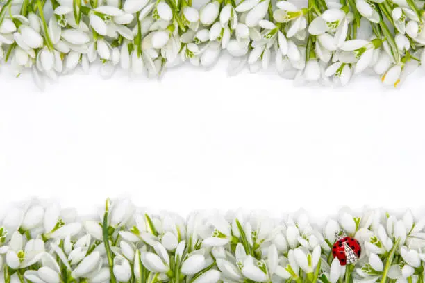 delicate snow drops arranged as rows on white background first of march celebration concept