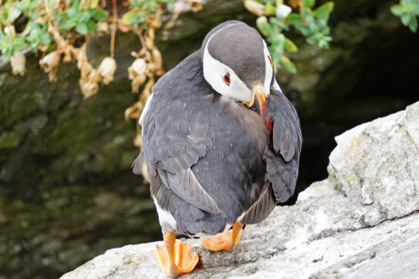 puffins at the Skellig islands puffins at the Skellig islands. The island of Skellig Michael, also known as the Great Skellig, is home to one of Ireland's best-known, yet hard-to-reach medieval monasteries. sea population stock pictures, royalty-free photos & images