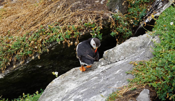 puffins at the Skellig islands puffins at the Skellig islands. The island of Skellig Michael, also known as the Great Skellig, is home to one of Ireland's best-known, yet hard-to-reach medieval monasteries. sea population stock pictures, royalty-free photos & images