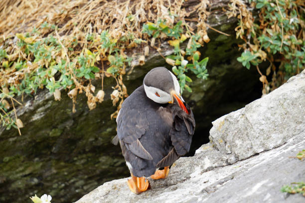puffins at the Skellig islands puffins at the Skellig islands. The island of Skellig Michael, also known as the Great Skellig, is home to one of Ireland's best-known, yet hard-to-reach medieval monasteries. sea population stock pictures, royalty-free photos & images