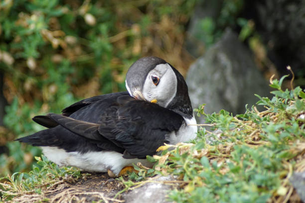 istock puffins at the Skellig islands 1204016318