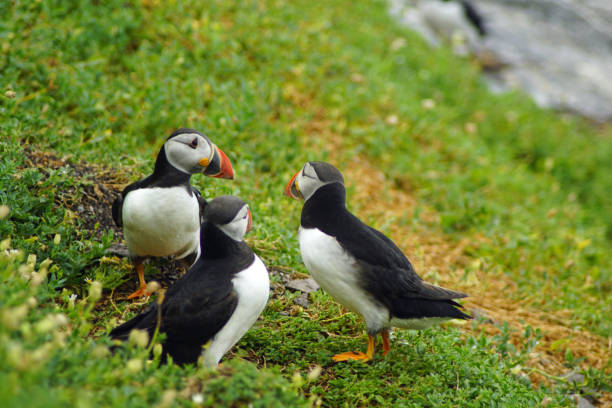 istock puffins at the Skellig islands 1204016324
