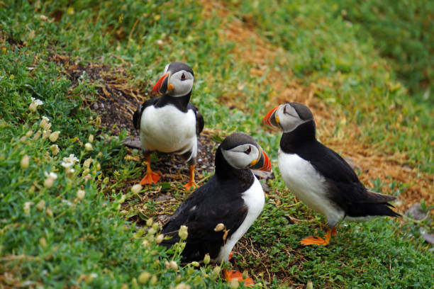 puffins at the Skellig islands puffins at the Skellig islands. The island of Skellig Michael, also known as the Great Skellig, is home to one of Ireland's best-known, yet hard-to-reach medieval monasteries. sea population stock pictures, royalty-free photos & images