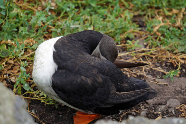puffins at the Skellig islands puffins at the Skellig islands. The island of Skellig Michael, also known as the Great Skellig, is home to one of Ireland's best-known, yet hard-to-reach medieval monasteries. sea population stock pictures, royalty-free photos & images