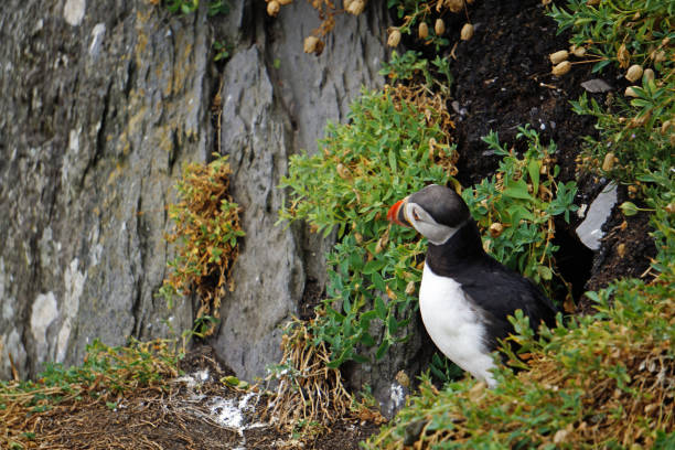 puffins at the Skellig islands puffins at the Skellig islands. The island of Skellig Michael, also known as the Great Skellig, is home to one of Ireland's best-known, yet hard-to-reach medieval monasteries. sea population stock pictures, royalty-free photos & images
