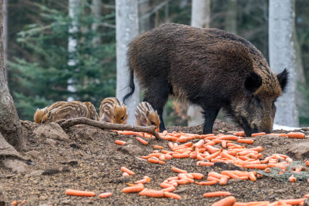 istock Wild boar in the forest fed by people. 1204016649