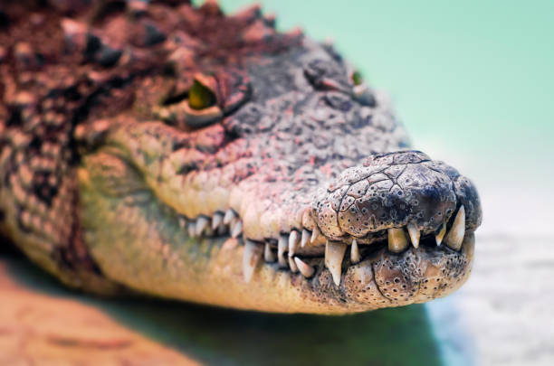 istock crocodile head isolated close up on a green background 1204016679