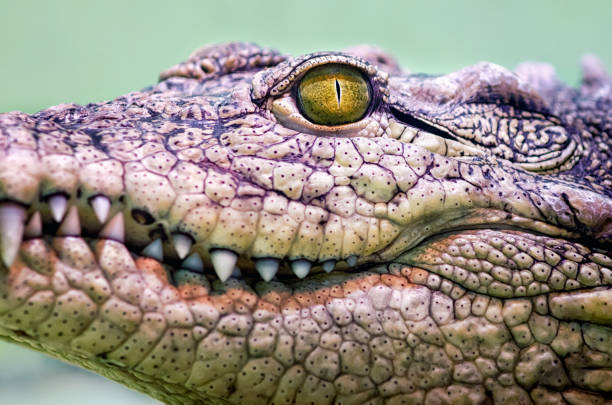 crocodile head isolated close up on a green background crocodile head with toothy mouth and yellow eye close up on a green background crocodile photos stock pictures, royalty-free photos & images