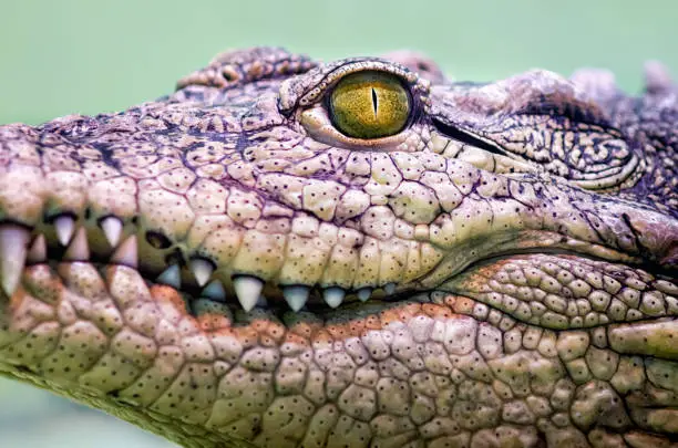 Photo of crocodile head isolated close up on a green background