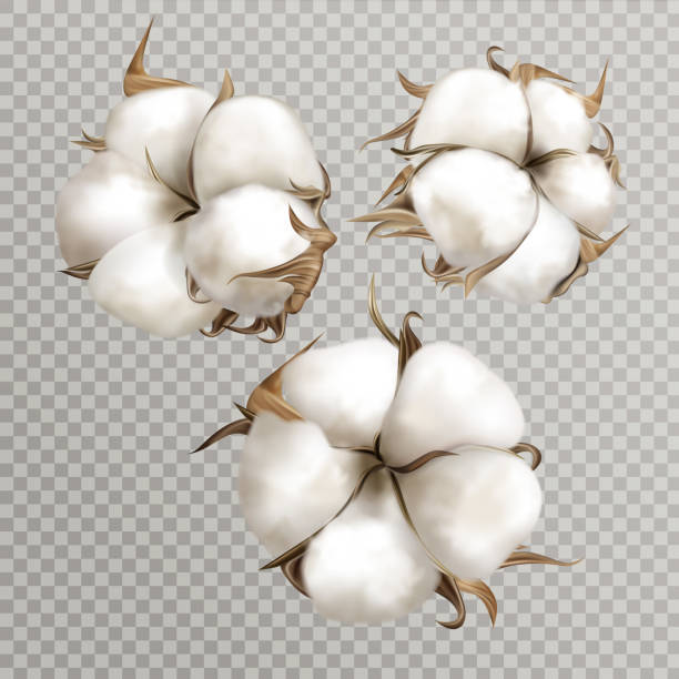 Realistic cotton flowers ripe opened boll seed Realistic cotton branches with flowers, beautiful plant with white blossoms isolated transparent background, natural fluffy fiber ripe bolls with soft texturedesign element 3d vector illustration boll stock illustrations