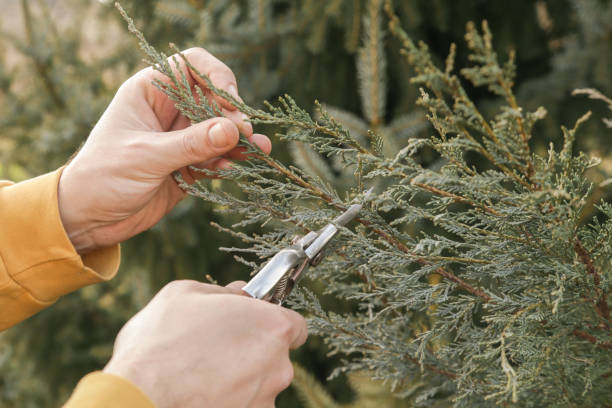 istock Pruning during sunny winter day, close up view on hands and pruning shear 1204017824