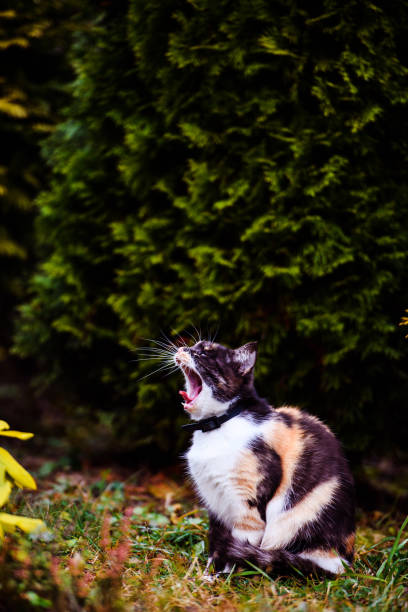 istock Cute and fluffy cat, very playful, with yellow eyes 1204018213