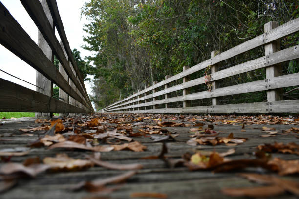 istock Side view of boardwalk with leaves 1204019111