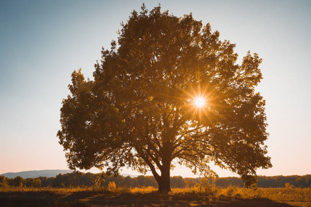 istock Lonely old oak at the sunset. 1204019224