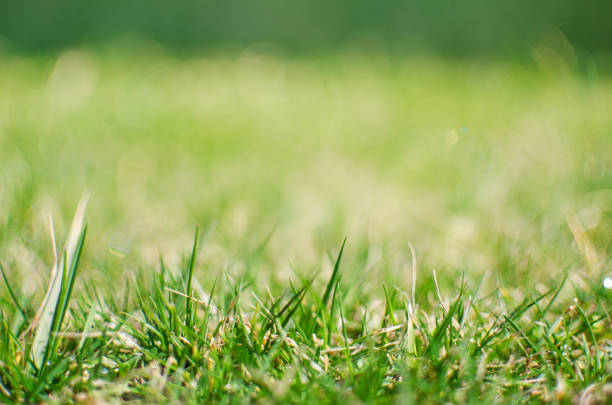 istock Fresh juicy green grass for summer 1204019237