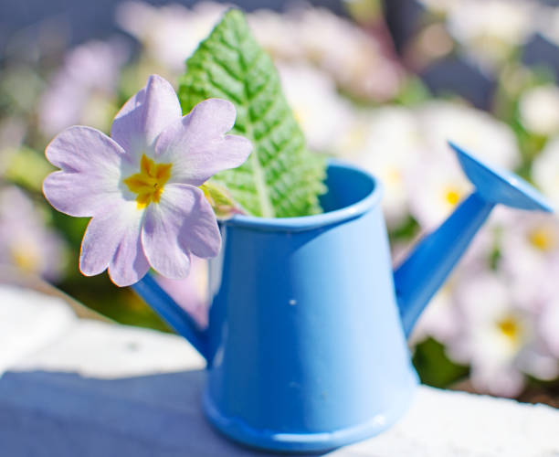 istock Small fragile primrose flowers bloom 1204019247