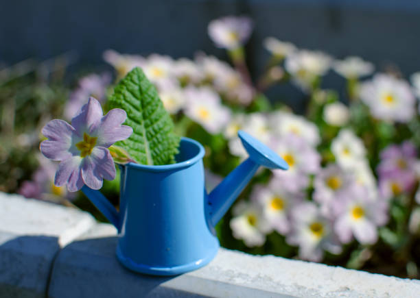 istock Small fragile primrose flowers bloom 1204019249