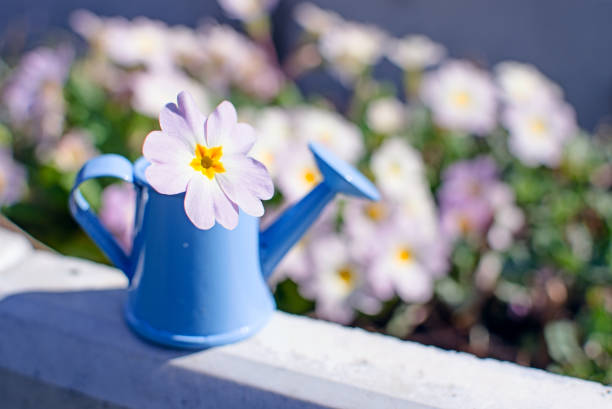 istock Small fragile primrose flowers bloom 1204019265